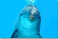 MFM Dolphin's Avatar