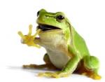 KR Frog's Avatar